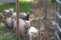Olde English Babydoll Sheep