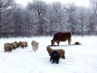 hobby farm animals donkey sheep cow